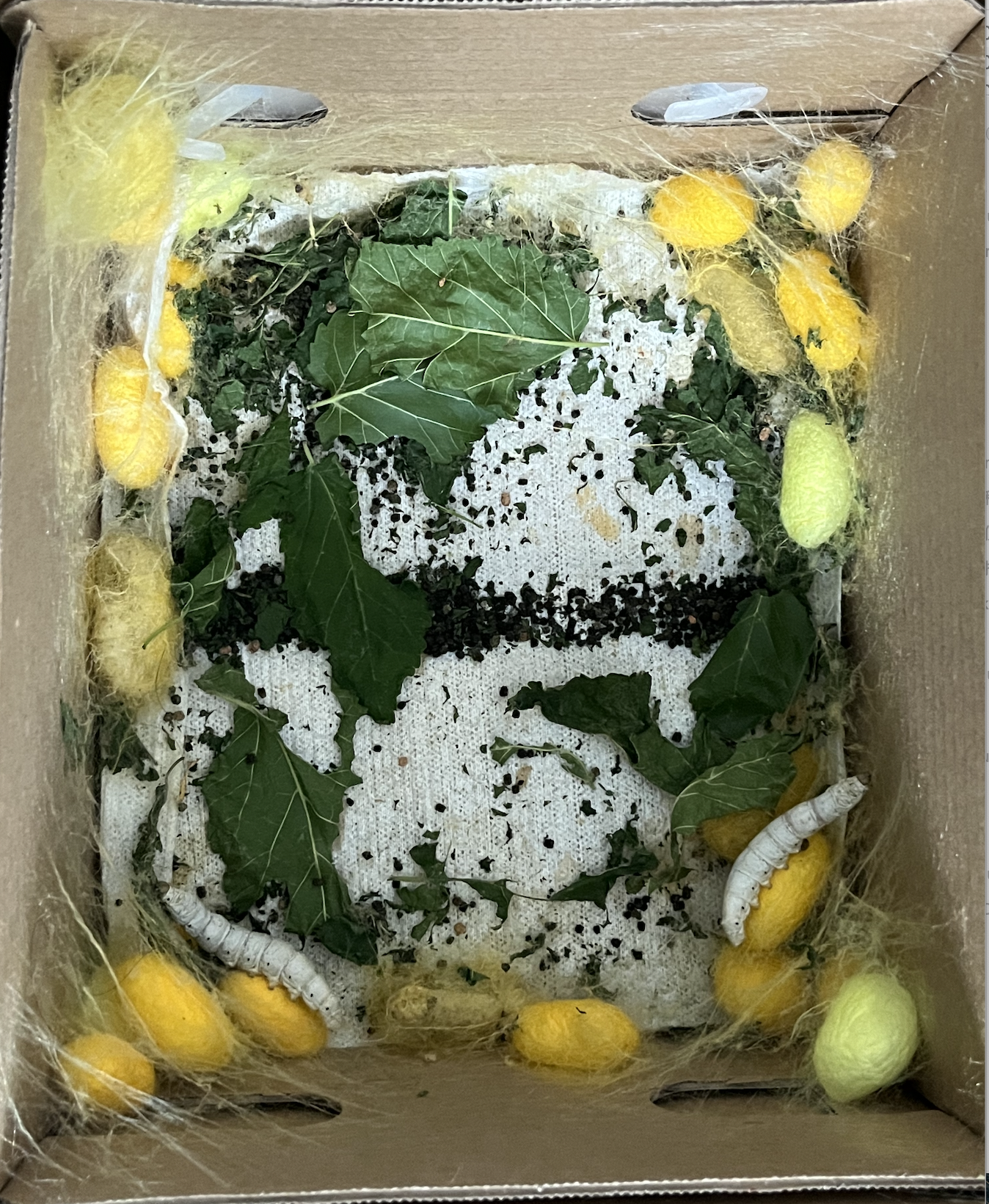 小蚕农 - 第4张图片